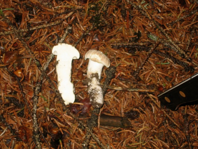 27/6,escursione a 1300/1800 metri